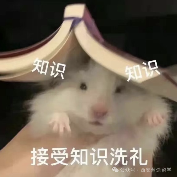港硕留学必看：八大院校王牌专业及录取要求全解析，申请攻略一网打尽